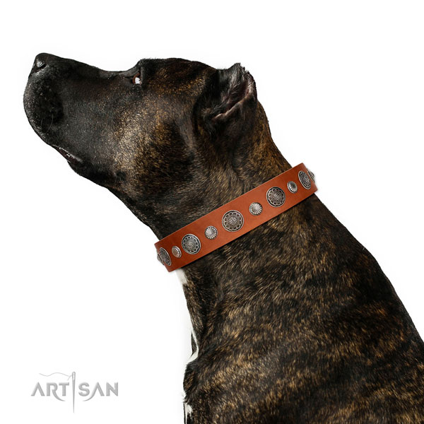 Perfect fit full grain leather dog collar with rust resistant traditional buckle