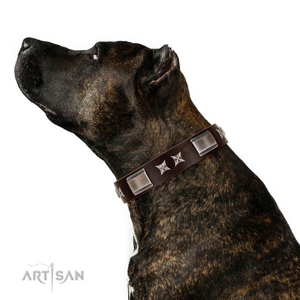 Top notch collar of natural leather for your beautiful canine