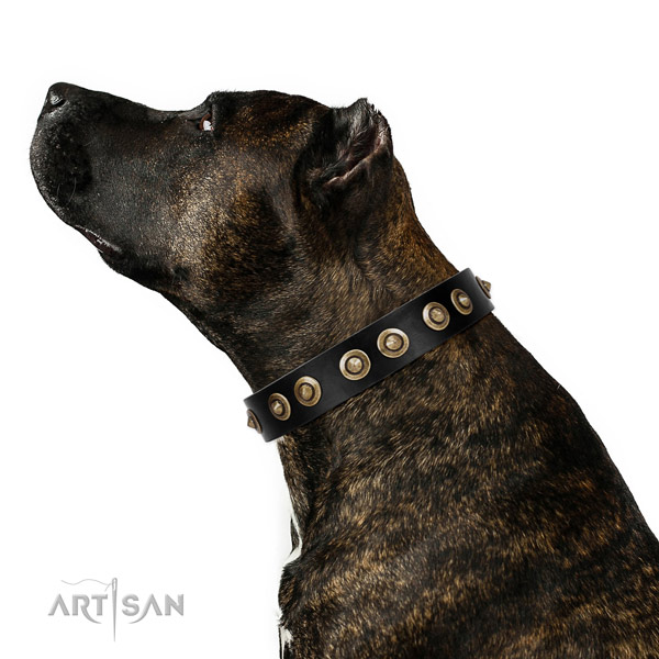 Daily use dog collar of natural leather with incredible embellishments
