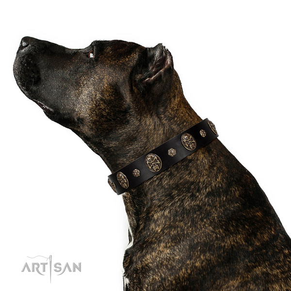 Everyday use dog collar of genuine leather with fashionable embellishments