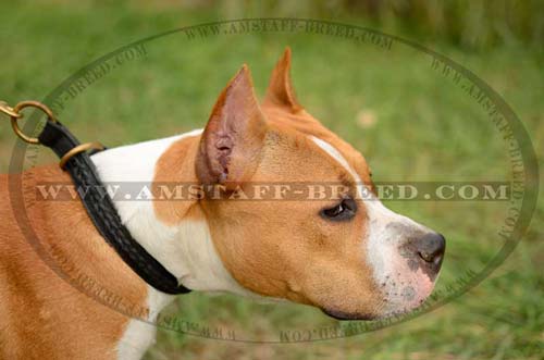 Braided leather dog collar for Amstaffs