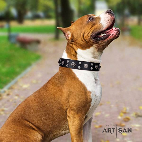 Amstaff inimitable full grain leather dog collar with embellishments for handy use