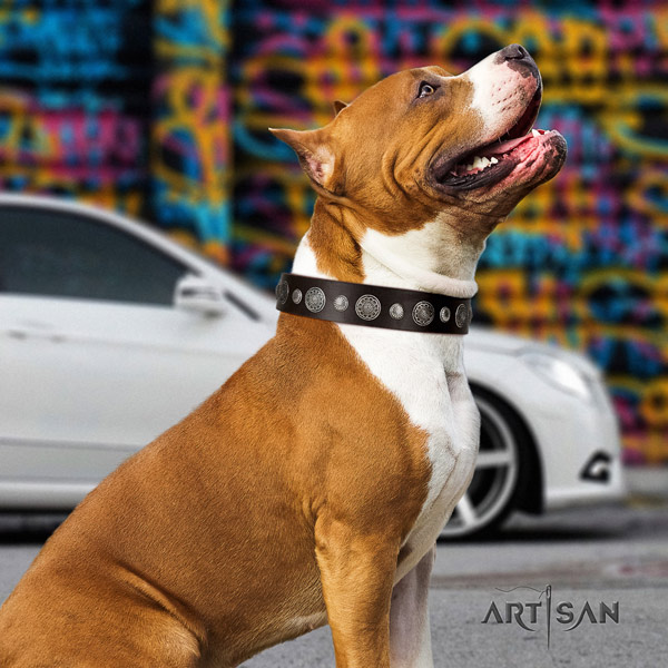 Amstaff top notch genuine leather dog collar with embellishments for easy wearing