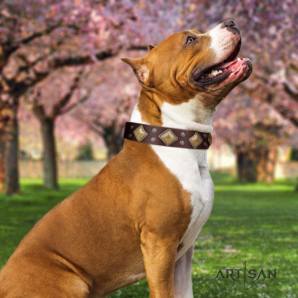 Amstaff stylish full grain leather dog collar with decorations for comfortable wearing