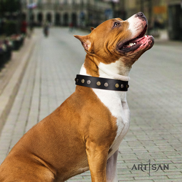 Amstaff unique full grain leather dog collar with adornments for everyday walking