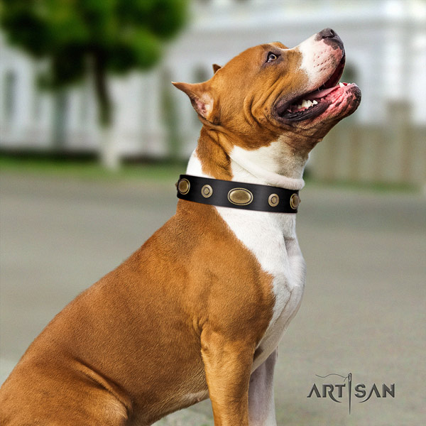 Amstaff trendy leather dog collar with decorations for fancy walking