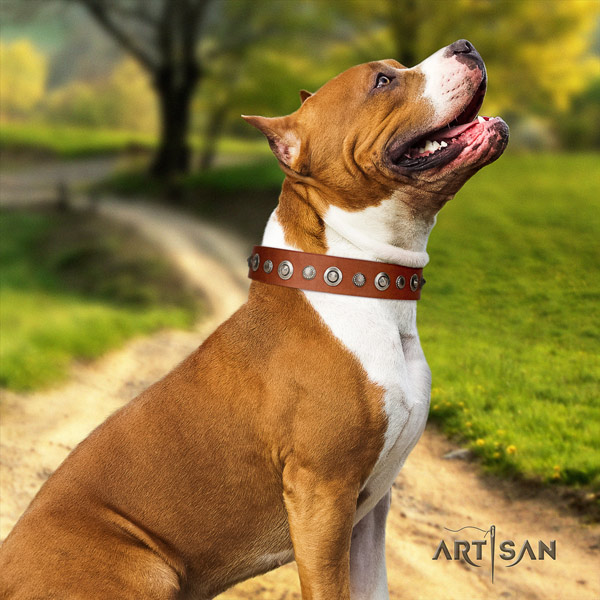 Amstaff fashionable full grain leather dog collar with studs for easy wearing