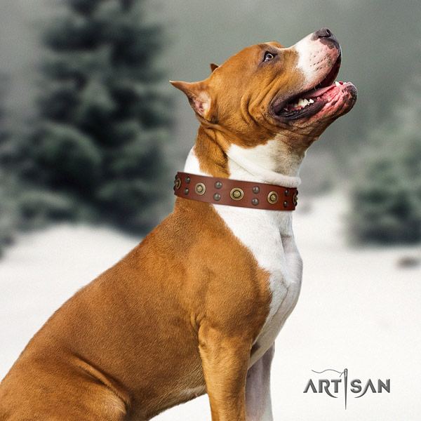 Amstaff inimitable full grain leather dog collar with adornments for everyday walking