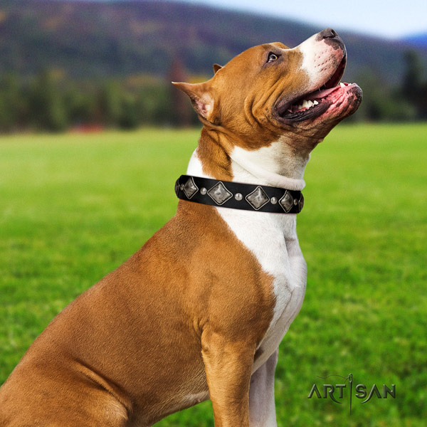 Amstaff awesome full grain leather dog collar with studs for everyday walking