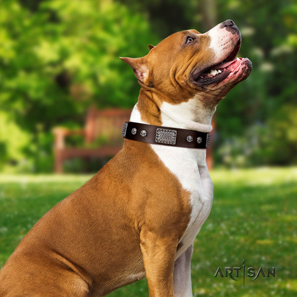 Amstaff trendy leather dog collar with adornments for walking