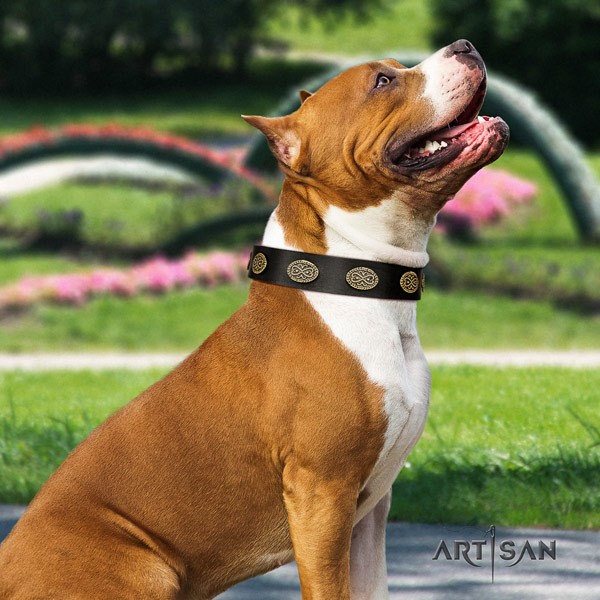 Amstaff extraordinary genuine leather dog collar with decorations for easy wearing