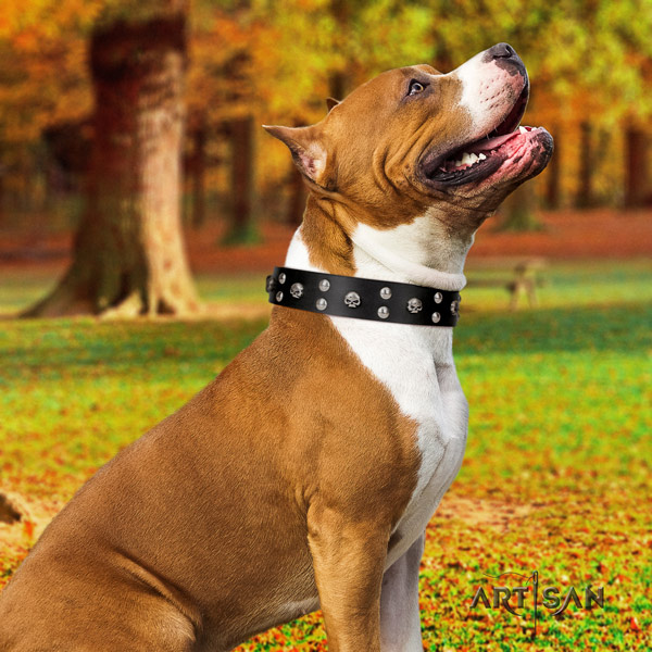 Amstaff incredible leather dog collar with decorations for fancy walking