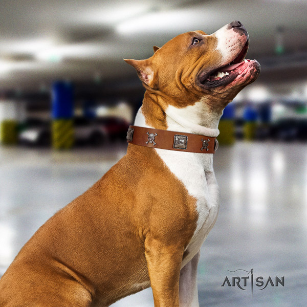 Amstaff easy to adjust full grain natural leather dog collar for comfy wearing