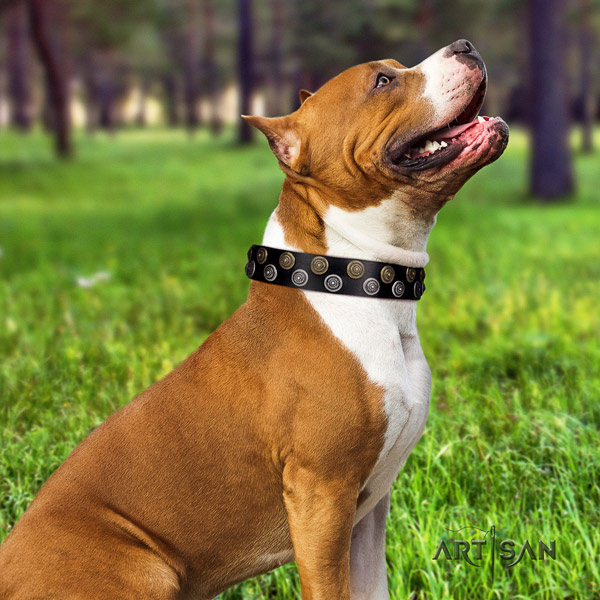 Amstaff unique leather dog collar with studs for fancy walking