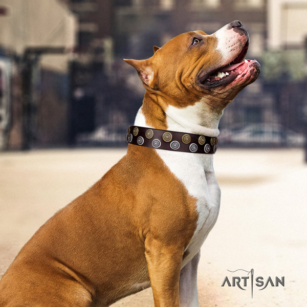 Amstaff unique genuine leather dog collar with decorations for comfortable wearing