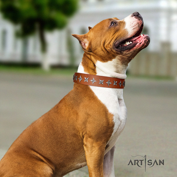 Amstaff unique leather dog collar with decorations for daily use