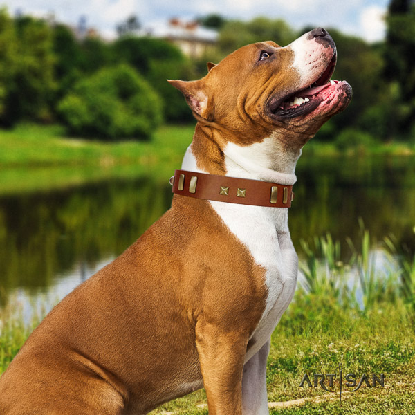 Amstaff stylish full grain genuine leather dog collar for everyday walking