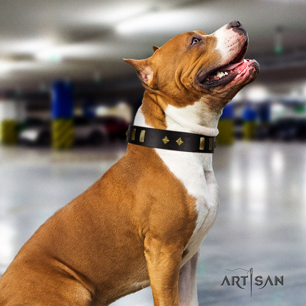 Amstaff significant leather dog collar for basic training