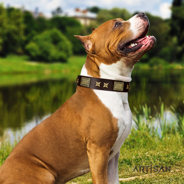 Amstaff designer full grain leather dog collar with studs for stylish walking