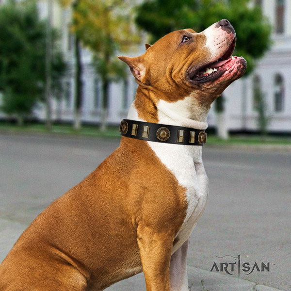 Amstaff exceptional full grain genuine leather dog collar for daily walking