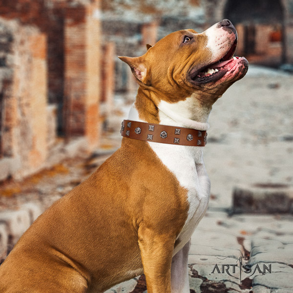 Amstaff top notch full grain natural leather dog collar for daily walking