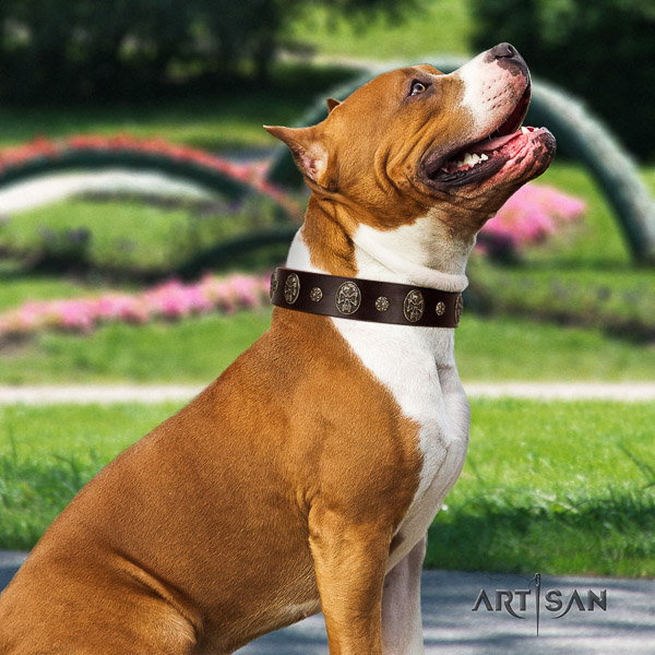 Amstaff convenient natural genuine leather dog collar for comfy wearing