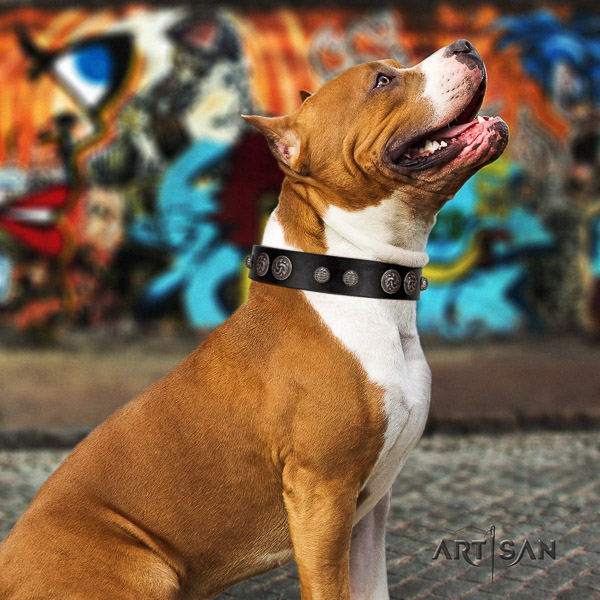 Amstaff incredible full grain genuine leather dog collar for walking