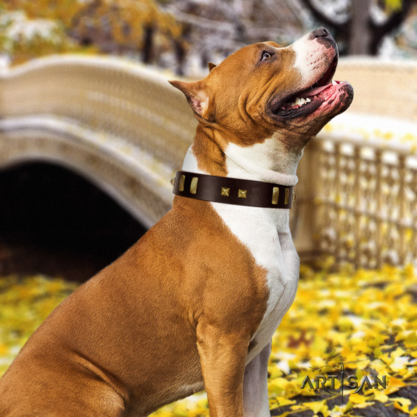 Amstaff stunning full grain genuine leather dog collar for everyday walking