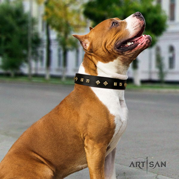 Amstaff stunning genuine leather dog collar with embellishments for fancy walking