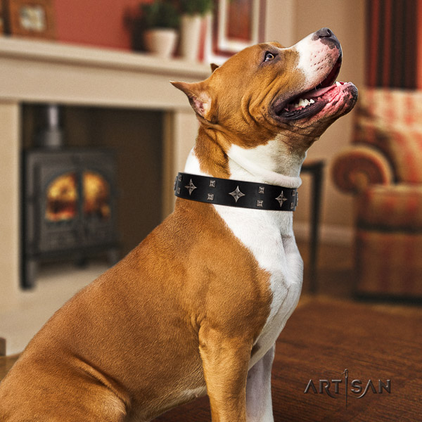 Amstaff top notch full grain genuine leather dog collar for daily walking