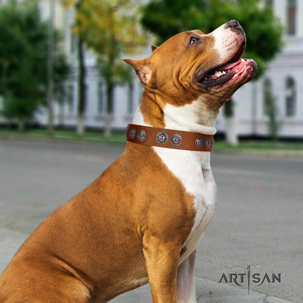 Amstaff comfortable leather dog collar for comfy wearing