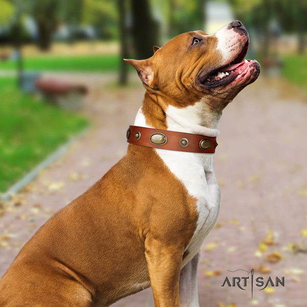 Amstaff top notch genuine leather dog collar with studs for fancy walking