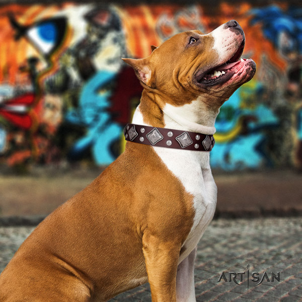 Amstaff unique full grain leather dog collar with embellishments for basic training