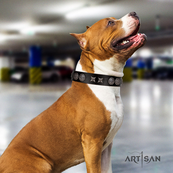 Amstaff easy wearing natural genuine leather dog collar for handy use