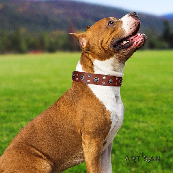 Amstaff exceptional full grain leather dog collar with studs for fancy walking