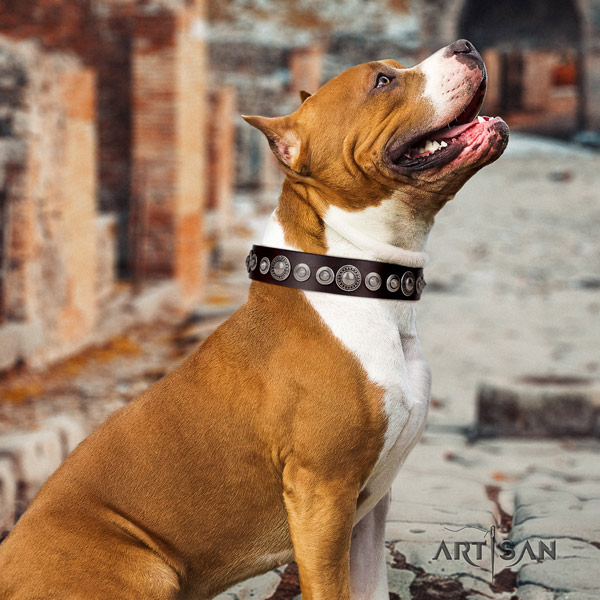 Amstaff incredible leather dog collar with adornments for comfy wearing