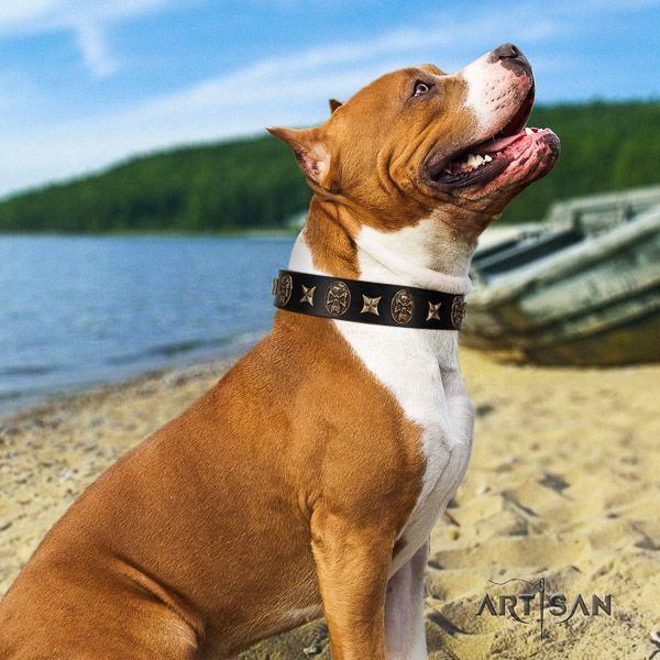 Amstaff adorned natural genuine leather dog collar for handy use