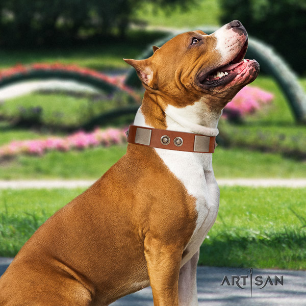 Amstaff easy to adjust full grain natural leather dog collar for comfortable wearing