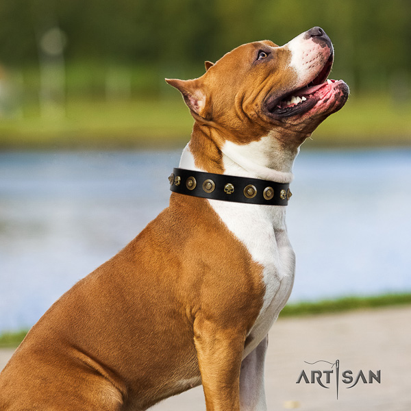Amstaff impressive full grain natural leather dog collar for daily use
