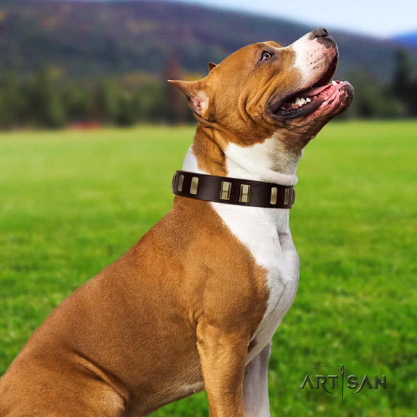 Amstaff incredible genuine leather dog collar for daily walking