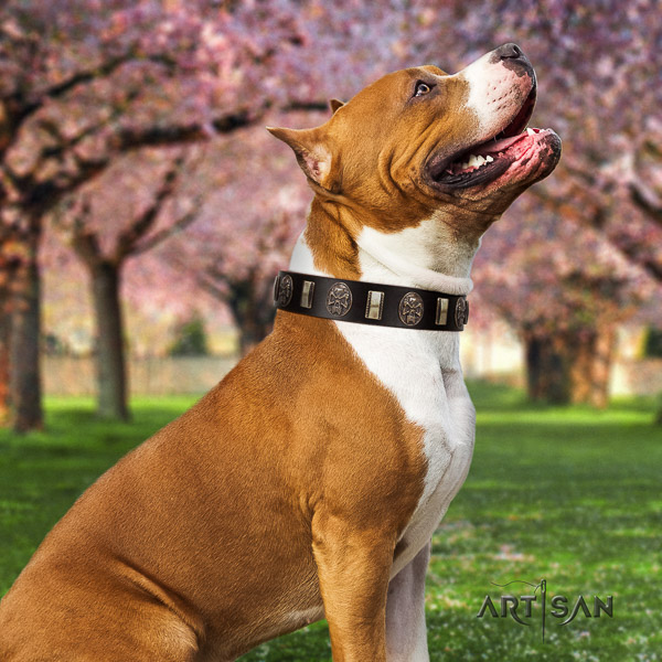 Amstaff fashionable full grain leather dog collar for comfortable wearing
