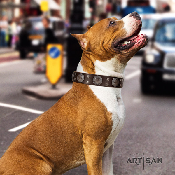 Amstaff studded full grain leather dog collar for daily walking