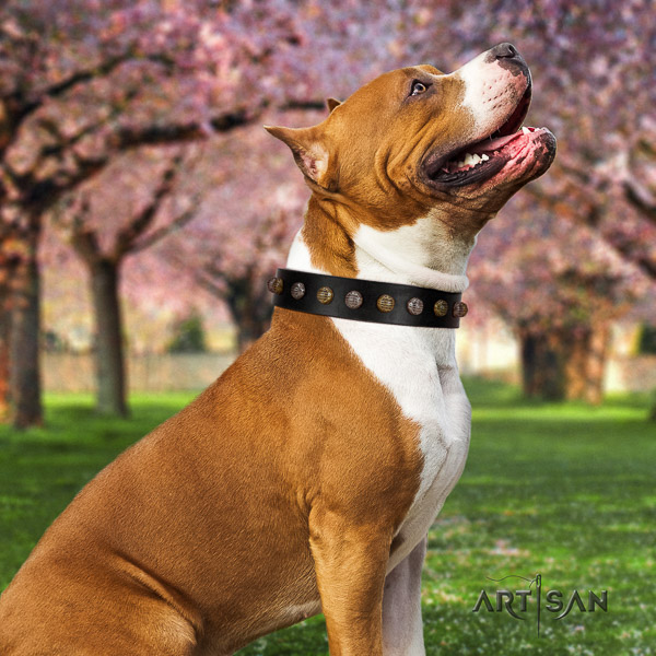 Amstaff adjustable full grain natural leather dog collar for easy wearing