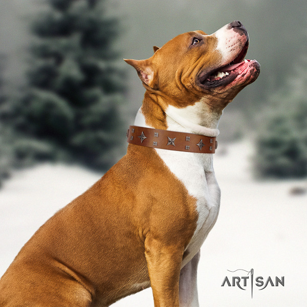 Amstaff designer full grain leather dog collar for walking