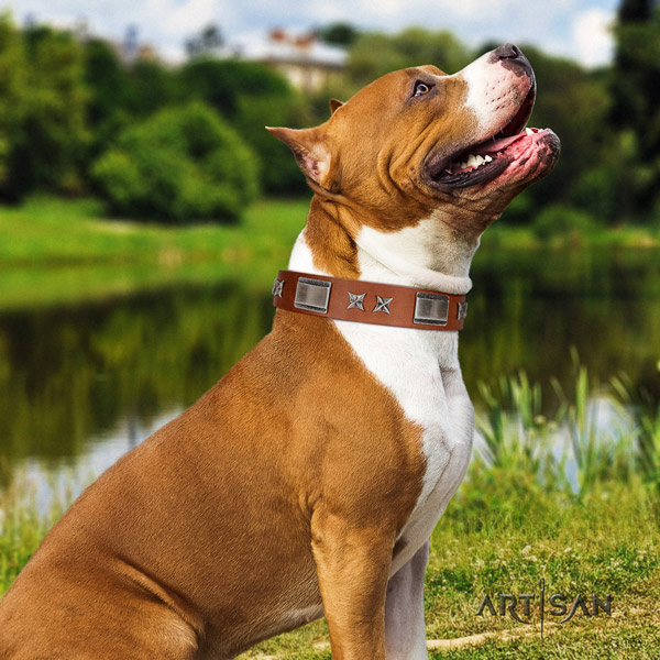Amstaff remarkable full grain leather dog collar with studs for daily use