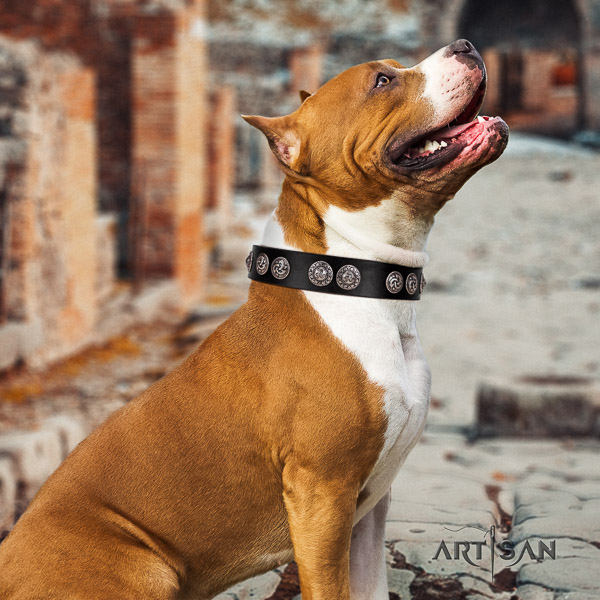 Amstaff easy wearing full grain leather dog collar for comfy wearing