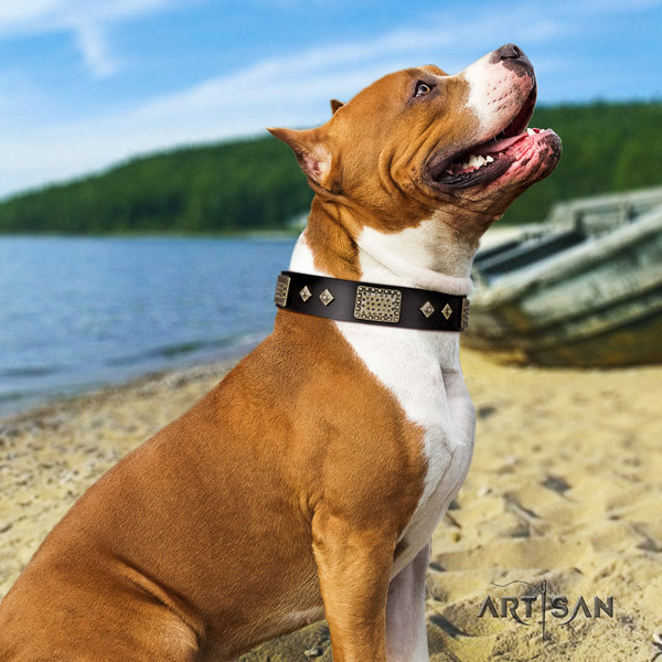 Amstaff stylish leather dog collar with adornments for basic training