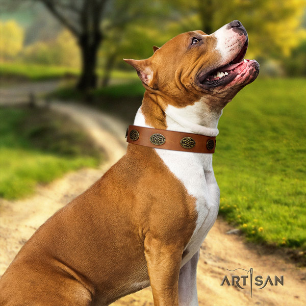 Amstaff top notch full grain leather dog collar with embellishments for basic training