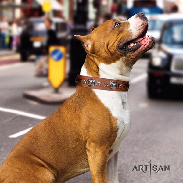 Amstaff designer genuine leather dog collar with decorations for basic training