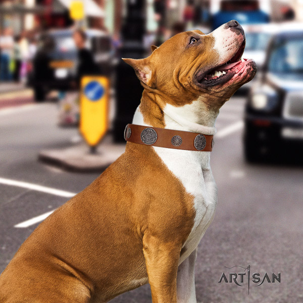 Amstaff adorned full grain natural leather dog collar for comfy wearing